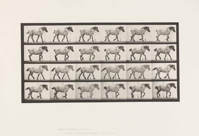 Placa 574. Caminando; Libre; Caballo belga gris oscuro Hansel, 1885 de Eadweard Muybridge