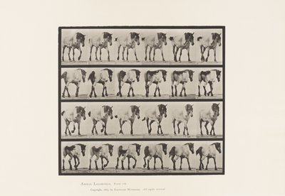 Placa 575. Caminando; libre; caballo belga gris oscuro Hansel de Eadweard Muybridge
