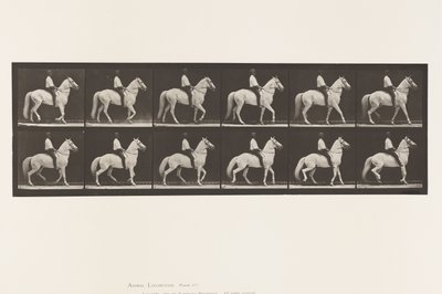 Placa 577. Caminando; silla; irregular; caballo blanco Clinton de Eadweard Muybridge