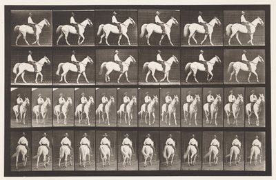 Placa 579. Caminando; silla de montar; caballo blanco Elberon, 1885 de Eadweard Muybridge