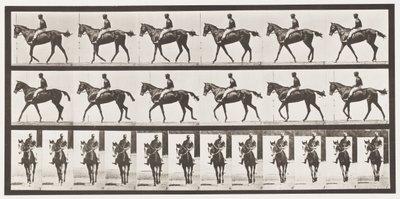 Placa 580. Caminando; silla; yegua pura sangre bayo Annie G., 1885 de Eadweard Muybridge