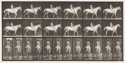 Placa 581. Caminando; a pelo; jinete, 43, desnudo; caballo gris claro Smith, 1885 de Eadweard Muybridge