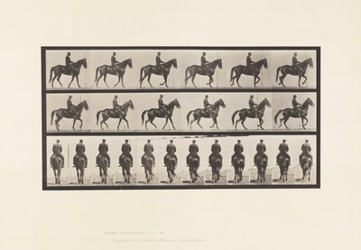 Placa 584. Caminando; silla de montar; irregular; yegua marrón Beauty de Eadweard Muybridge