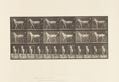 Placa 586. Caminando; sulky; yegua gris claro, Katydid de Eadweard Muybridge