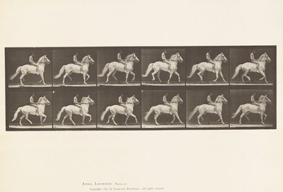 Placa 590. Ambling de Eadweard Muybridge