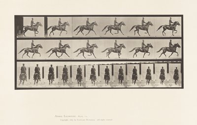Placa 592. Paso de Andar; Silla; Caballo Marrón Pronto de Eadweard Muybridge
