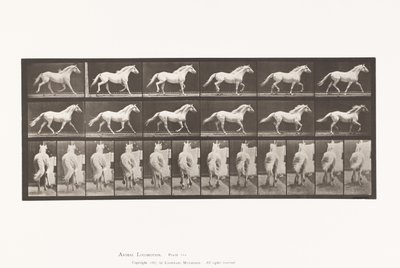 Placa 596. Trote; Libre; Caballo Gris Claro Eagle de Eadweard Muybridge