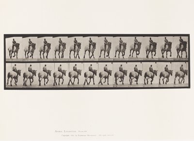 Placa 599. Trote; Sin Silla; Caballo Gris Oscuro Dusel de Eadweard Muybridge