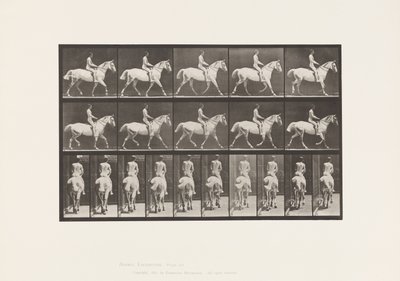 Placa 603. Trote; Silla; Caballo Gris Claro Smith de Eadweard Muybridge