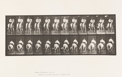 Placa 604. Trote; Silla; Caballo Blanco, Elberon de Eadweard Muybridge
