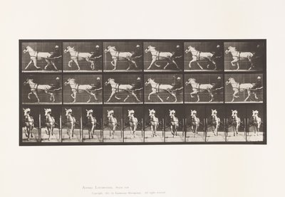 Placa 610. Trote; Sulky; Yegua gris, Katydid de Eadweard Muybridge