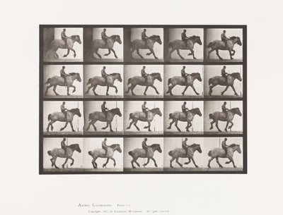 Placa 615. Trote: Sin Montura; Caballo Belga Oscuro-Gris Hansel de Eadweard Muybridge