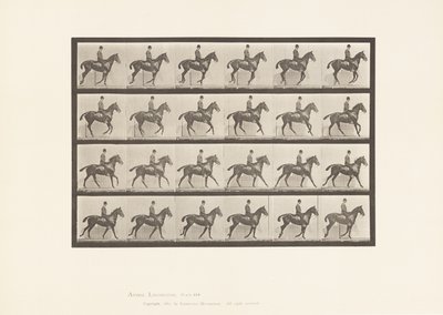 Placa 616. Medio Galope; Silla; Caballo Alazán Daisy de Eadweard Muybridge