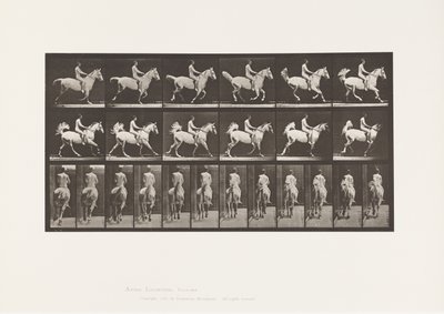 Placa 622. Galope; Silla; Jinete, 43, Desnudo; caballo gris Smith, 1885 de Eadweard Muybridge