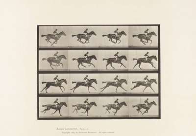 Placa 626. Galope; Yegua Alazana Pura Sangre Annie G. de Eadweard Muybridge