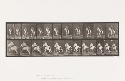Placa 630. Galope; Silla; Yegua gris Pandora de Eadweard Muybridge
