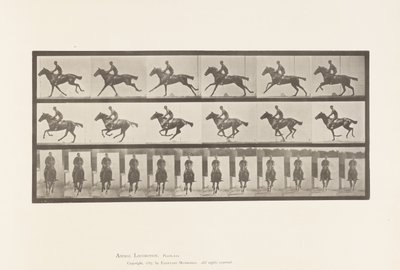 Placa 631. Galope; Silla; Caballo bayo de pura sangre Bouquet de Eadweard Muybridge
