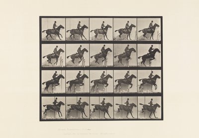 Placa 638. Saltando un obstáculo; Silla; Caballo bayo Daisy de Eadweard Muybridge