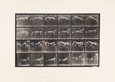 Placa 648. Saltando Sobre Tres Caballos; A,B; Caballo Castaño Hornet de Eadweard Muybridge