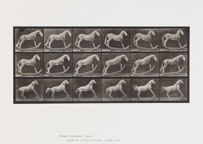 Placa 649. A, Avispa, Balanceándose; B, Águila, Rodando barril, etc. de Eadweard Muybridge