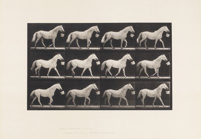 Placa 650. Caminando con un Cubo en la Boca; Caballo Gris Claro de Eadweard Muybridge
