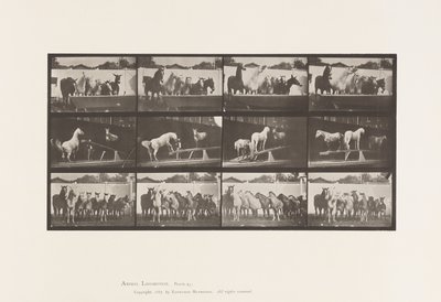 Placa 651. A, Tocando la campana; B, Tabla de equilibrio; C, Ejercicio militar de Eadweard Muybridge