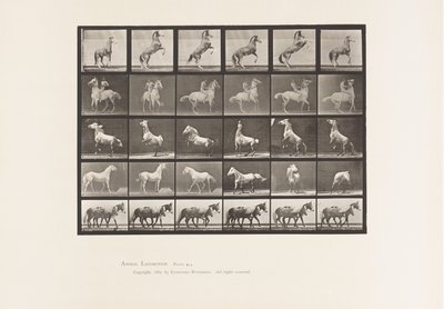 Placa 652. A, B, C, D, E, Caballos Encabritados, etc. de Eadweard Muybridge