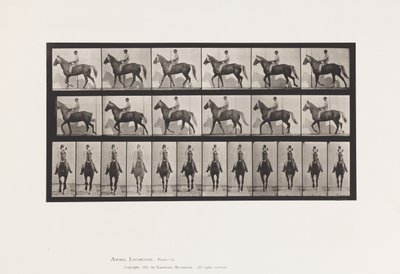 Placa 654. Caminando; Silla; Cojo, Pie delantero derecho; Caballo-Buckskin de Eadweard Muybridge