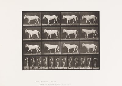 Placa 656. Caminando; Libre; Osificación del Cartílago de Eadweard Muybridge