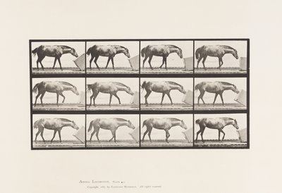 Placa 657. Rodando una Caja; Pony, Lotta de Eadweard Muybridge