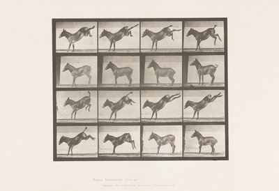 Placa 658. Mula; A, pateando; B, pateando Ruth de Eadweard Muybridge