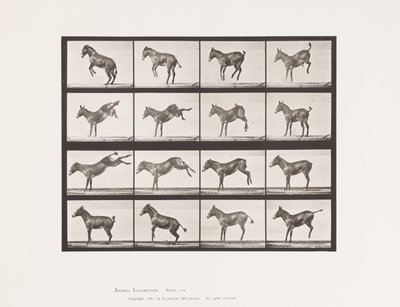 Placa 659. Mula; A, B, Corcoveando y pateando; Ruth de Eadweard Muybridge