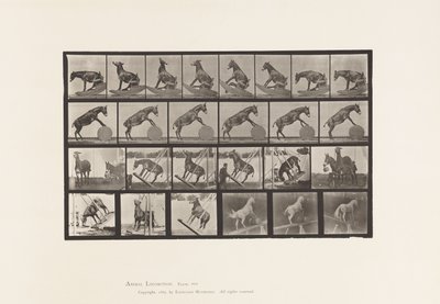 Placa 660. Mula; Actuaciones Diversas Denver de Eadweard Muybridge