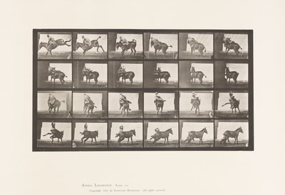 Placa 661. Mula; A, B, Un Animal Refractario Ruth de Eadweard Muybridge