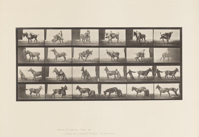 Placa 662. Mula; A, B, Un animal rebelde Denver de Eadweard Muybridge