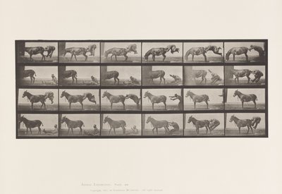 Placa 663. Mula; A, B, Un animal refractario Denver de Eadweard Muybridge