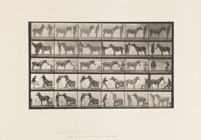 Placa 664. Mula; Varias Actuaciones; en una Mesa, etc. de Eadweard Muybridge