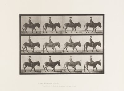 Placa 665. Asno; Caminando; Sin Montura; un Niño Montando, Jennie de Eadweard Muybridge