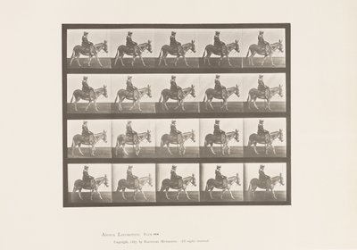 Placa 666. Asno; Caminando; Silla; Una Niña Montando, Zoológico de Eadweard Muybridge