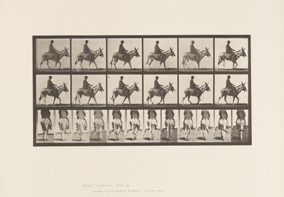 Placa 667. Asno; Caminando; Silla; Un Niño Montando, Zoológico de Eadweard Muybridge