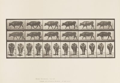 Placa 670. Buey; Caminando de Eadweard Muybridge