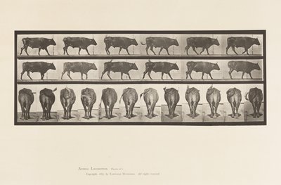 Placa 671. Buey; Caminando de Eadweard Muybridge