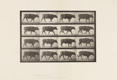 Placa 672. Buey; Trotando de Eadweard Muybridge