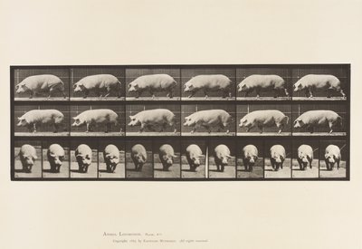 Placa 673. Cerda; Caminando de Eadweard Muybridge