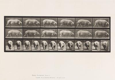 Placa 674. Cerda; Caminando de Eadweard Muybridge