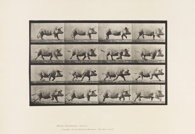 Placa 675. Cerda; Trotando de Eadweard Muybridge