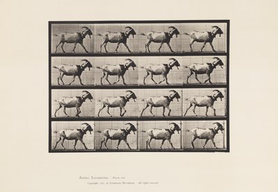 Placa 676. Cabra; Caminando de Eadweard Muybridge