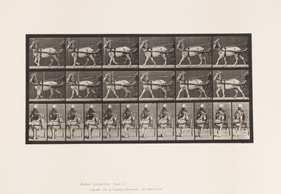 Placa 677. Cabra; Caminando en Sulky de Eadweard Muybridge