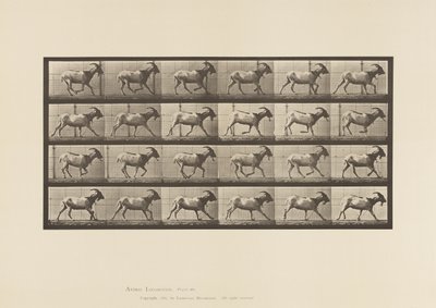 Placa 679. Cabra; Galopando de Eadweard Muybridge