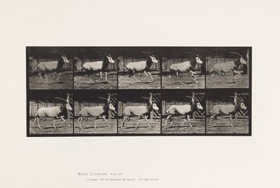 Placa 680. Órix; Galopando de Eadweard Muybridge